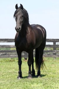 Care of Long Manes and Tails