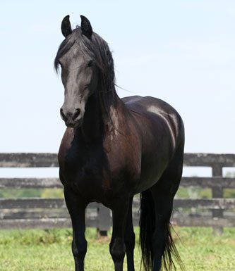 black equine