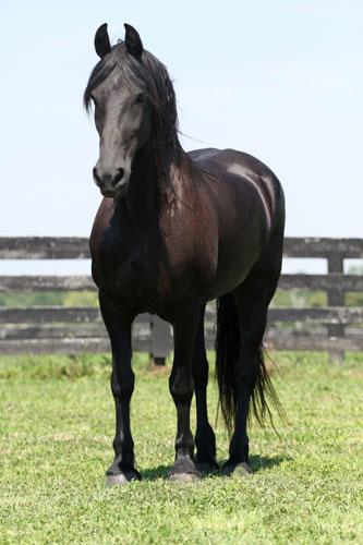 Care of Long Manes and Tails