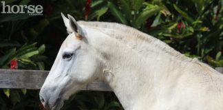 The Rare Breed World Tour: Mangalarga Marchador mangalarga marchador headshot