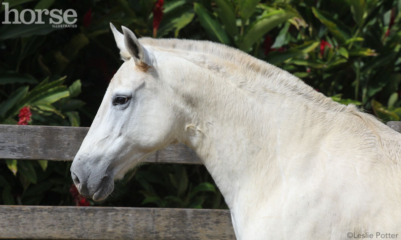 Mangalarga Marchador headshot