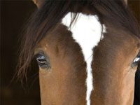 Thoroughbred Retirement Foundation under fire in horse neglect cases mare