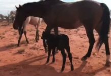 An Aging Mare, an Orphaned Calf, and Their Unlikely Bond mare and calf