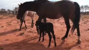 An Aging Mare, an Orphaned Calf, and Their Unlikely Bond