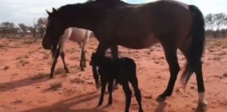 An Aging Mare, an Orphaned Calf, and Their Unlikely Bond mare and calf