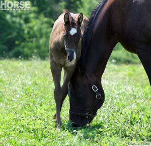 The Bond Between Mare and Foal