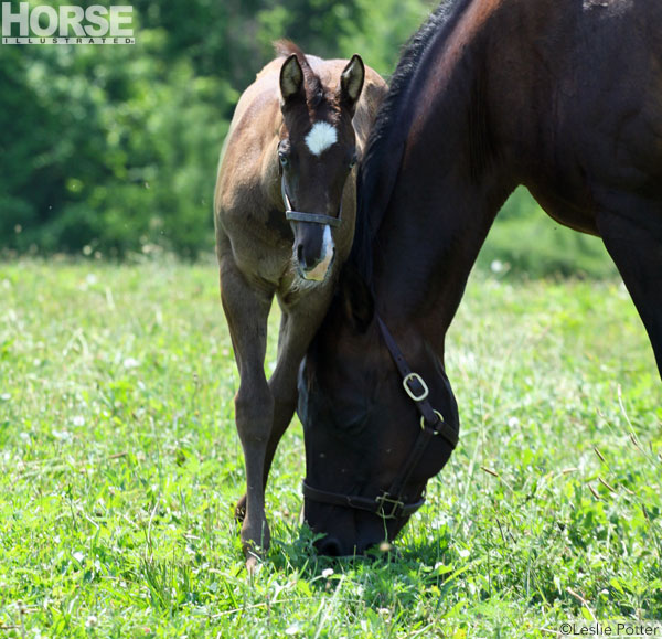 The Bond Between Mare and Foal