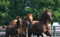 “Horse Appreciation Days” officially declared from April 1-7 in Delaware mares and foal