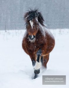 Diary of a Pony: Marey Christmas
