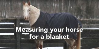 measuring your horse for a blanket