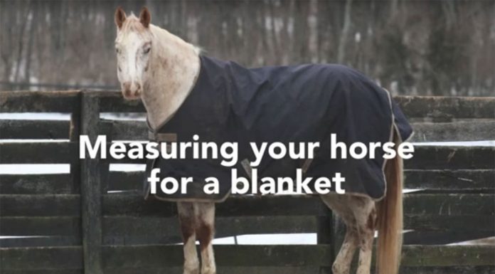 measuring your horse for a blanket