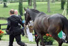 michael jung fischerrocana