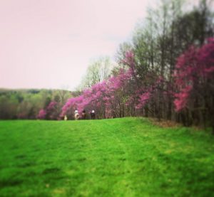 How To Have A Faux-Foxhunting Vacation in 12 Easy Steps