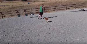 Featured Video: Paso Fino Foal Shows Off Its Inherent Gait