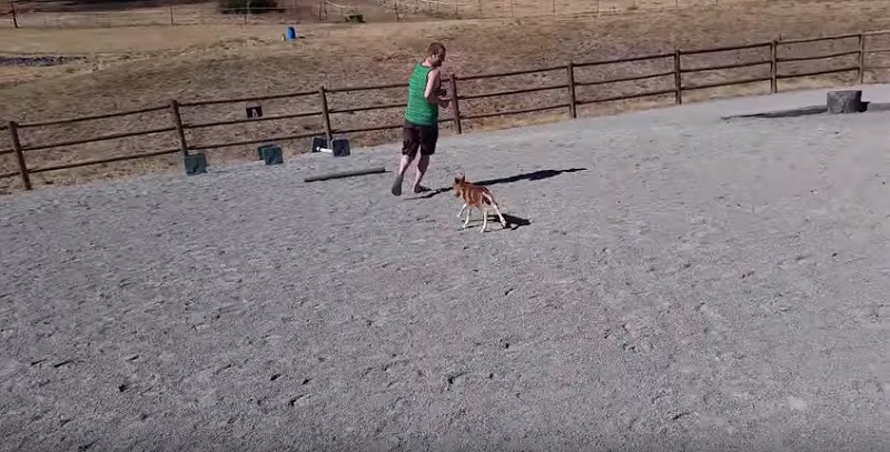 Featured Video: Paso Fino Foal Shows Off Its Inherent Gait