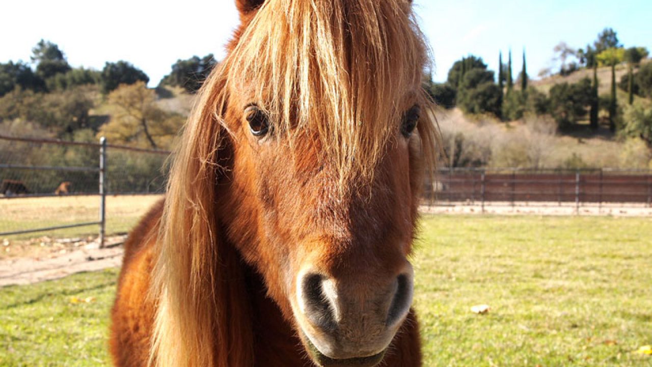 chestnut horses