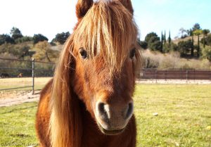 What’s the Difference Between Miniature Horses and Ponies?