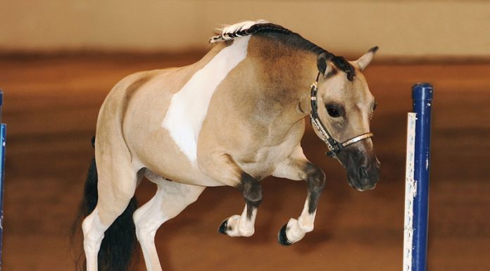 mini horse jump