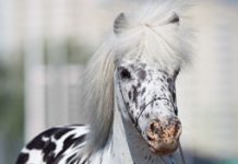 American Miniature Horse Registry National Championship celebrates 25th anniversary mini spotted