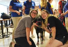 mini therapy horse barrington high school