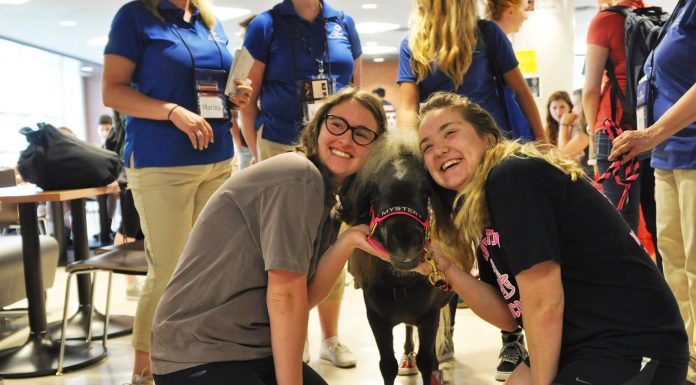 mini therapy horse barrington high school