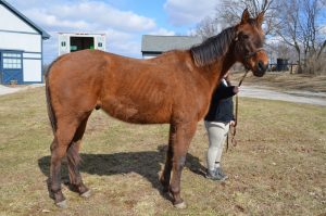 A New Program to Help Off-Track Thoroughbreds Heal