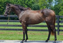 Meet the Horses of the Maker’s Mark Secretariat Center mmsc lulu
