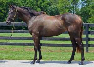 Meet the Horses of the Maker’s Mark Secretariat Center