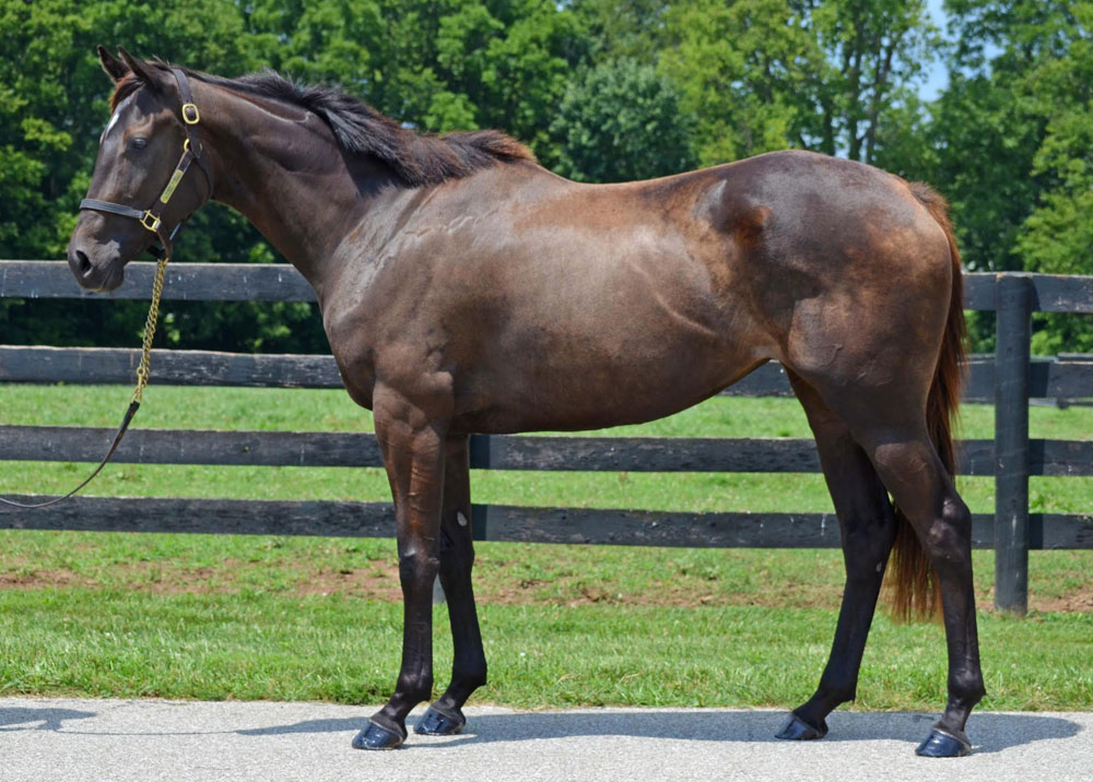 Meet the Horses of the Maker’s Mark Secretariat Center