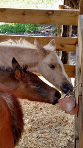 Bereaved Mare + Orphan Foal = Magic