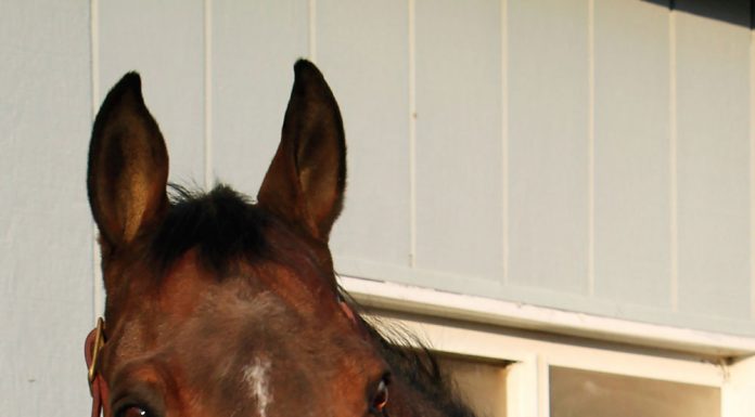 moira fontenot portrait