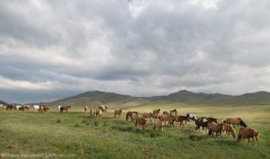 A Horseback Trek in Mongolia