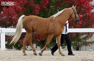 Half-Arabian Horse Breeds: Morab