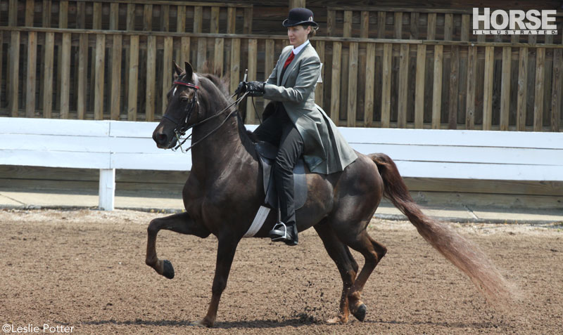Saddle Seat Divisions Decoded