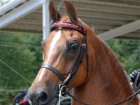 American Morgan Horse Association convention begins today in California morgan horse headshot