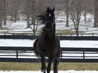 Help your favorite horse charity win some “TLC” for the holidays from Triple Crown Nutrition morgan stallion