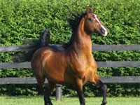 Morgan horses and American history will be the subject of an upcoming documentary morgan trotting