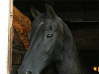 Reduced registration fee encourages Morgan horse rescue morgan window