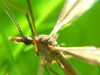 West Nile virus sounds some alarms out West mosquito