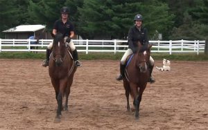 Mount Suitability: Matching Horse to Rider