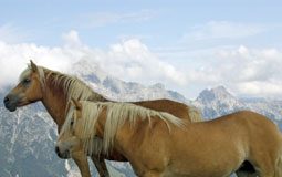 mountains horses