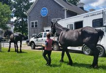 Ten Draft Horses Will Soon Be Seeking New Homes draft horses
