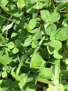 Dreaming of Irish Mud