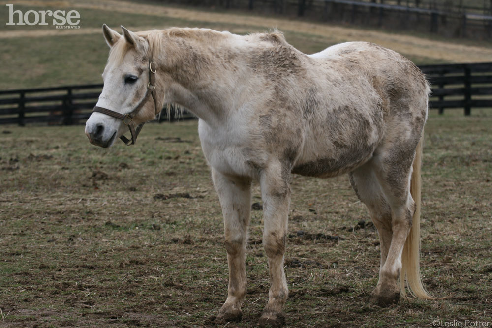 Gray horse covered in mud