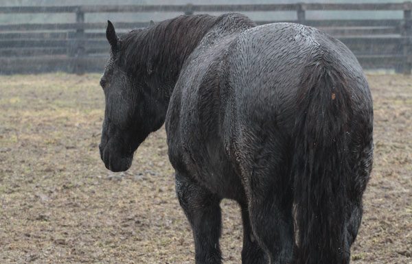 horse in the mud