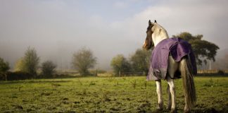 Horse in Muddy Pasture