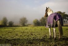 horse in a purple blanket standing in a muddy field