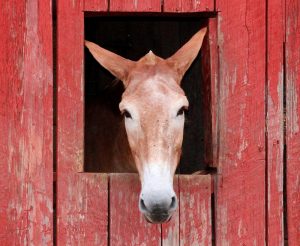 15 Fun Facts About Mules