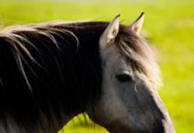 How will federal budget cuts affect the BLM Wild Horse and Burro program? mustang headshot