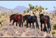 Bureau of Land Management Seeks New Members of the Wild Horse and Burro Advisory Board mustang horses
